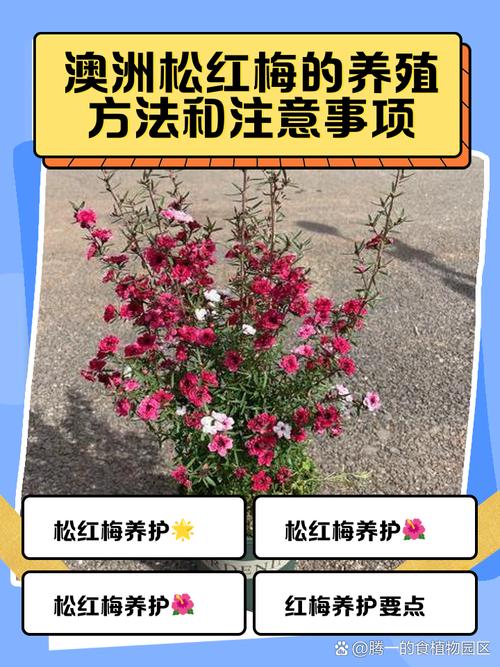 红梅多肉怎么养才爆盆？-第2张图片-吾爱花网