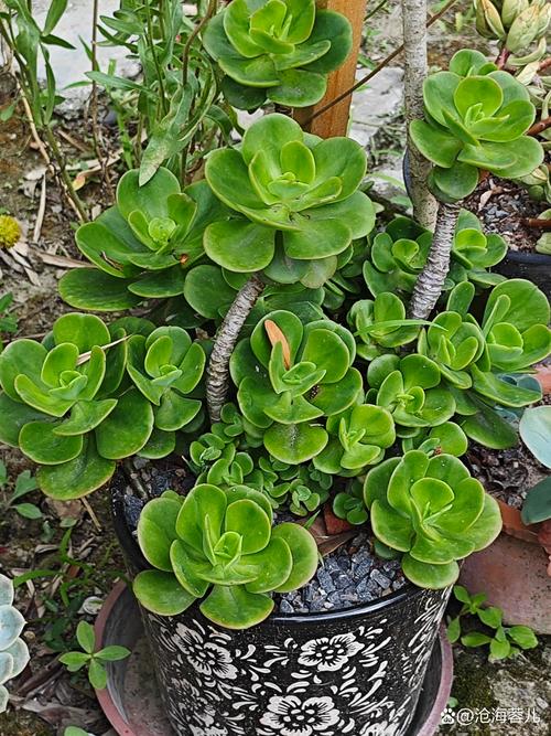 红梅多肉怎么养才爆盆？-第3张图片-吾爱花网