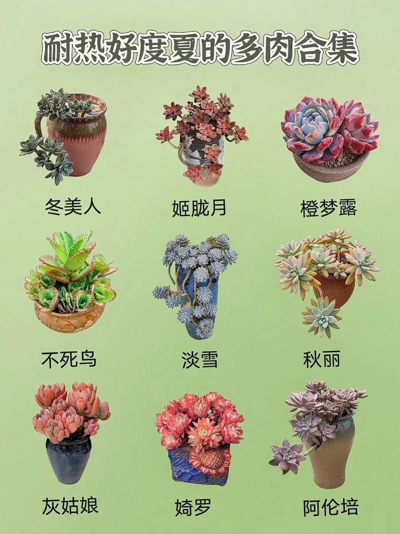 夏季阳台多肉怎么安全度夏？-第1张图片-吾爱花网