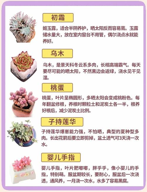 夏季阳台多肉怎么安全度夏？-第2张图片-吾爱花网