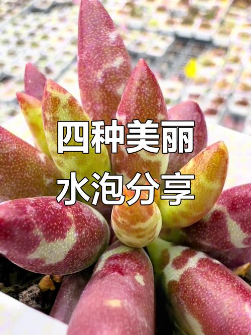 多肉水泡繁殖方法是什么？-第3张图片-吾爱花网