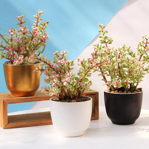 雅乐之舞水培水位该加多少？-第1张图片-吾爱花网