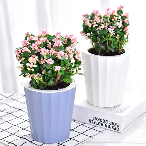 雅乐之舞水培水位该加多少？-第2张图片-吾爱花网