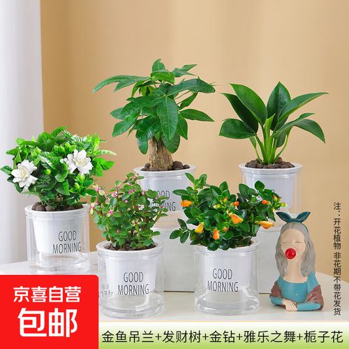 雅乐之舞水培水位该加多少？-第3张图片-吾爱花网