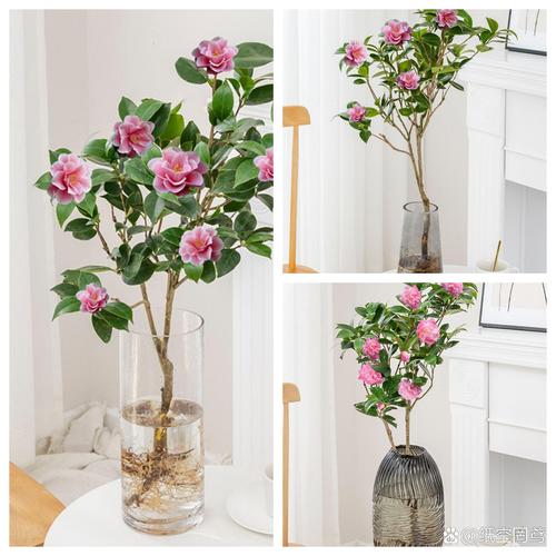 水培茶花和土培，哪个更适合养护？-第2张图片-吾爱花网