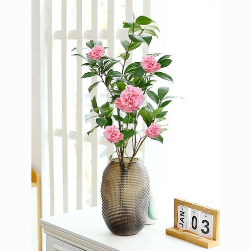 水培茶花和土培，哪个更适合养护？-第1张图片-吾爱花网