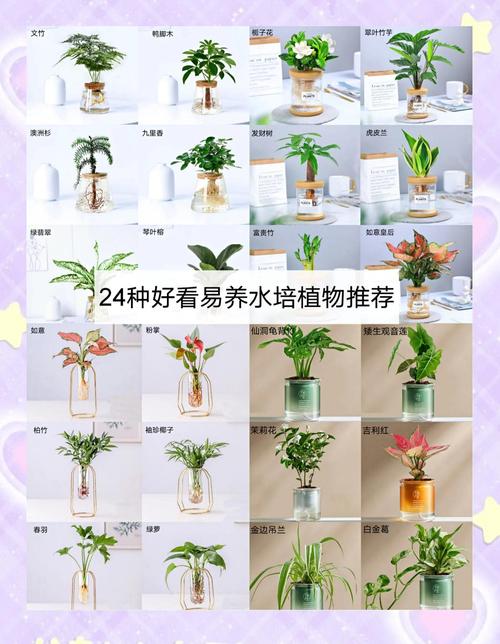 水培茶花和土培，哪个更适合养护？-第3张图片-吾爱花网
