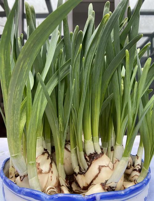 水培花水里到底放了啥？-第1张图片-吾爱花网