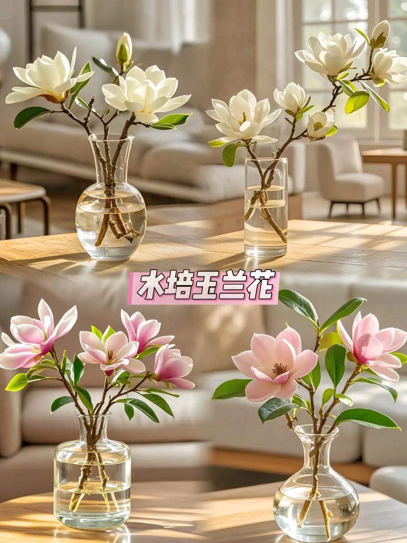 水培花水里到底放了啥？-第3张图片-吾爱花网