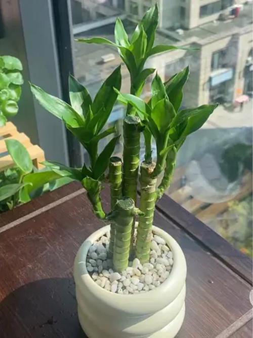 水培荷花竹干叶是何原因？-第2张图片-吾爱花网