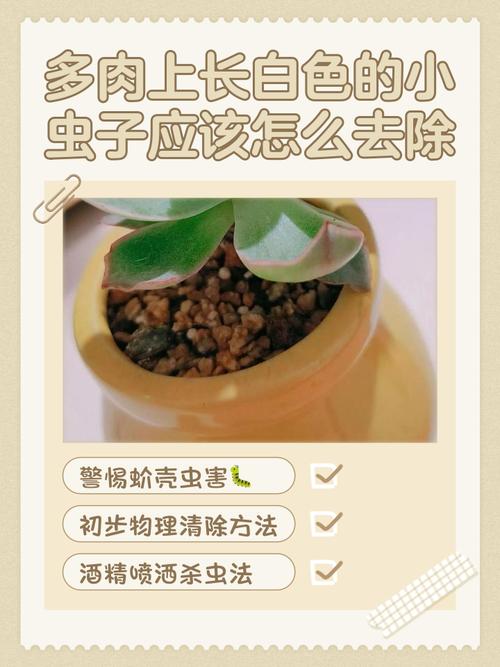 多肉虫害家庭咋处理？-第1张图片-吾爱花网
