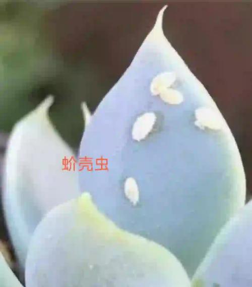 多肉虫害家庭咋处理？-第2张图片-吾爱花网