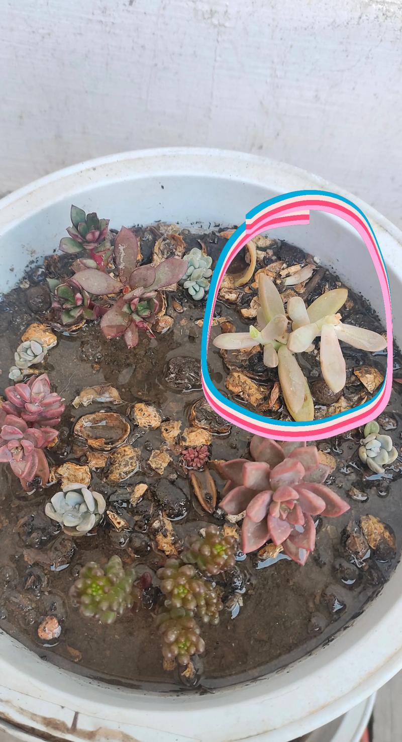 多肉虫害家庭咋处理？-第3张图片-吾爱花网