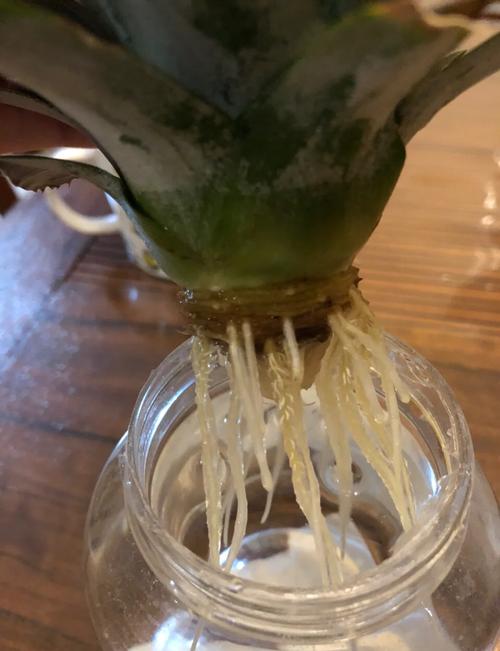 菠萝水培能养鱼吗？-第1张图片-吾爱花网