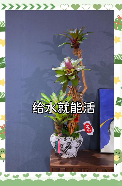 菠萝水培能养鱼吗？-第2张图片-吾爱花网