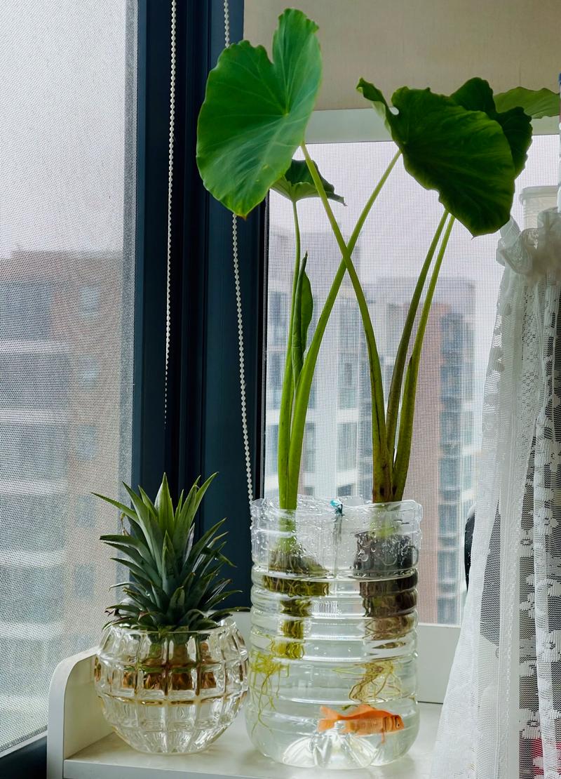 菠萝水培能养鱼吗？-第3张图片-吾爱花网