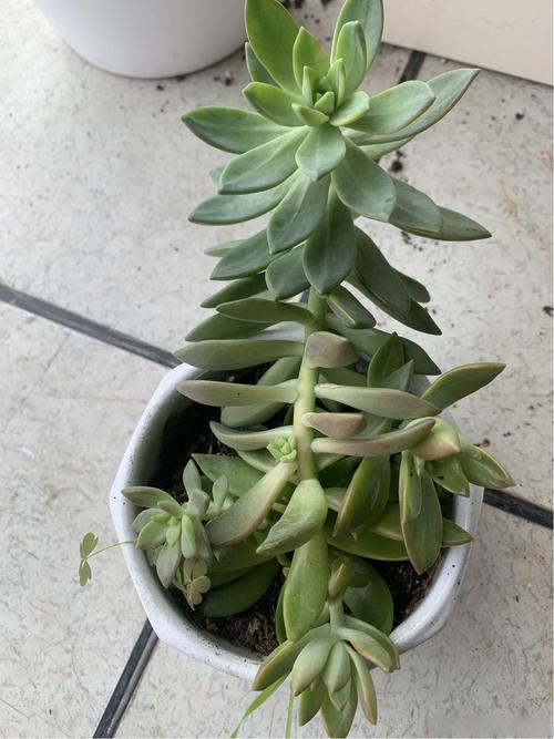 多肉植物叶子不打开怎么办？-第1张图片-吾爱花网