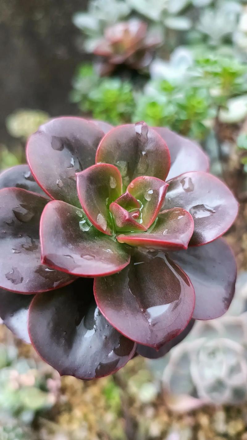 多肉植物叶子不打开怎么办？-第3张图片-吾爱花网