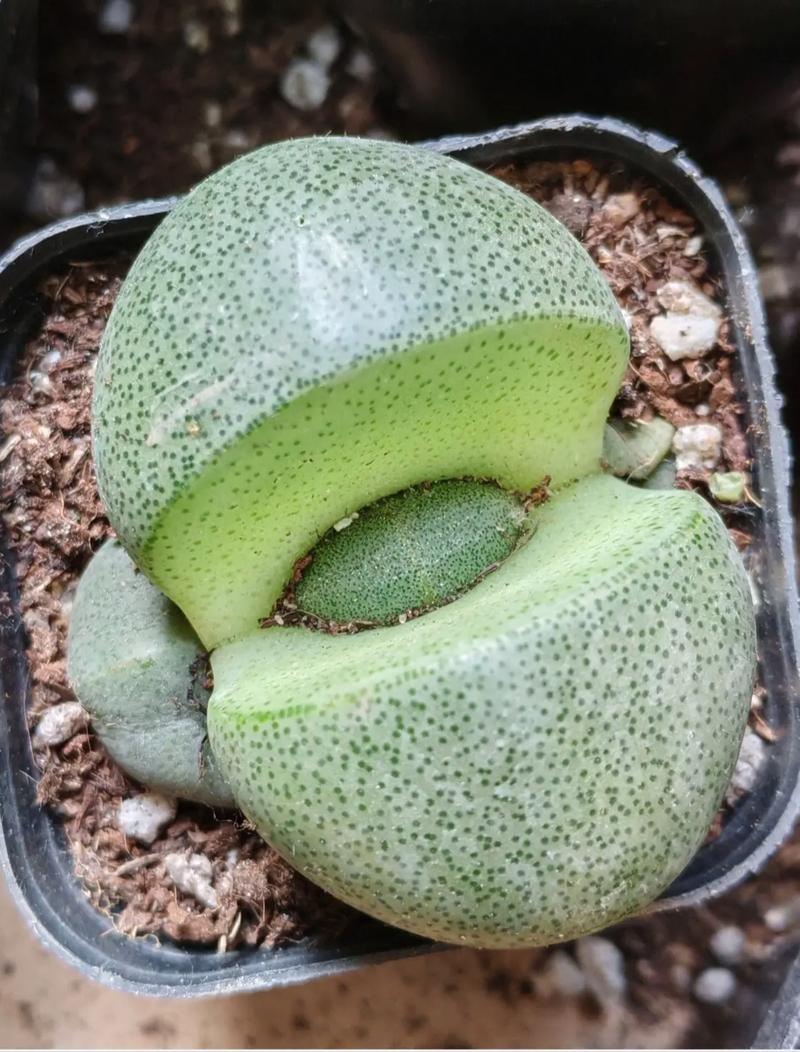 多肉植物叶子不打开怎么办？-第2张图片-吾爱花网