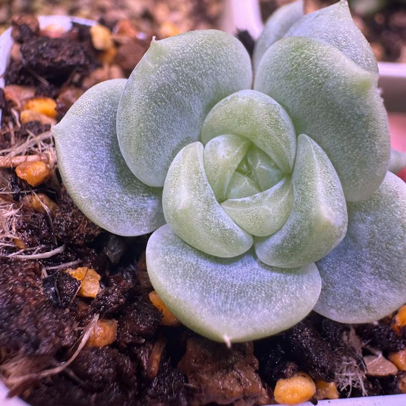 多肉小苗如何长得最好?-第1张图片-吾爱花网 多肉小苗如何长得最好?-第1张图片-吾爱花网