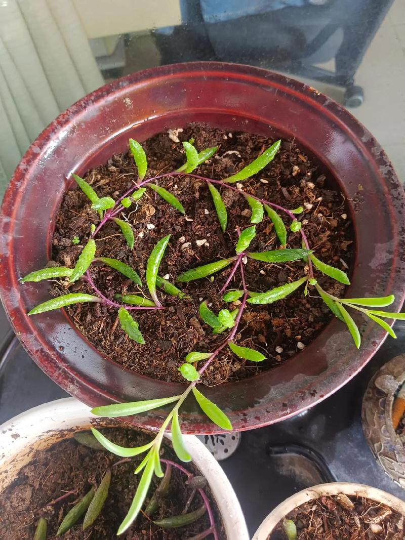 多肉小苗移植怎么操作？-第1张图片-吾爱花网