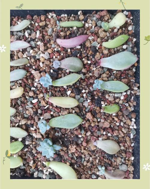 多肉小苗移植怎么操作？-第3张图片-吾爱花网