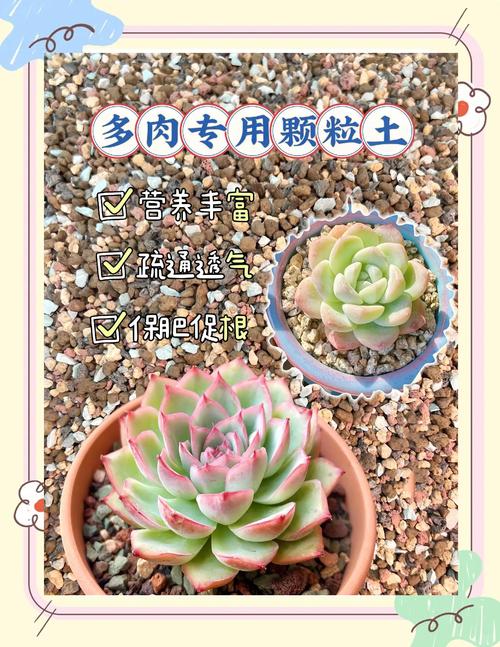 秋季移栽多肉要注意啥？-第2张图片-吾爱花网