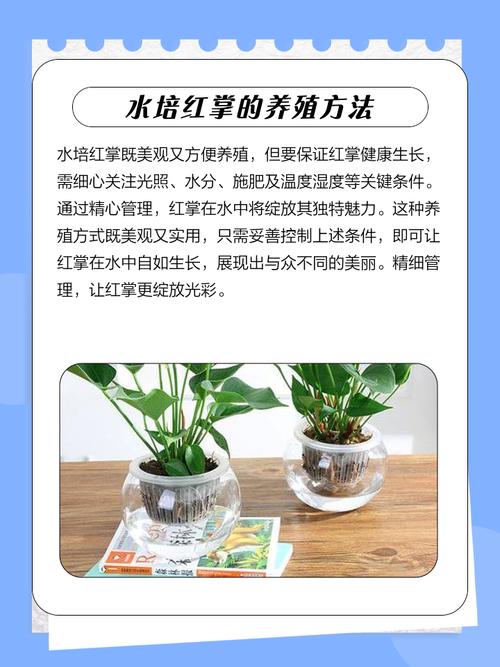 秋冬水培红掌怎么养?-第1张图片-吾爱花网 秋冬水培红掌怎么养?-第1张图片-吾爱花网