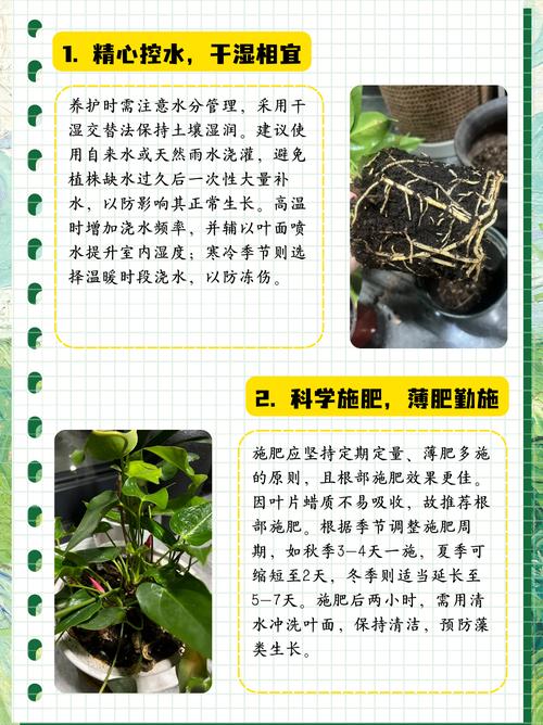 秋冬水培红掌怎么养?-第2张图片-吾爱花网 秋冬水培红掌怎么养?-第2张图片-吾爱花网