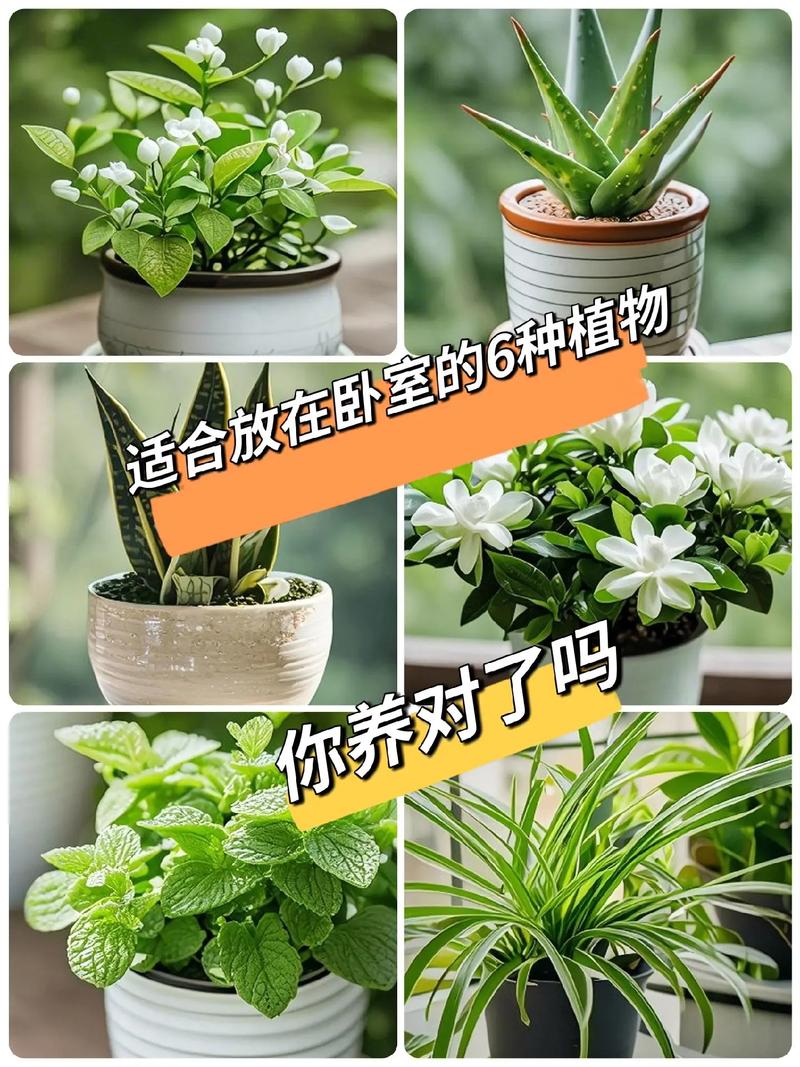 卧室养什么多肉好？-第3张图片-吾爱花网