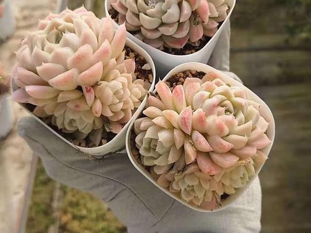 多肉少女图片藏着什么治愈密码？-第1张图片-吾爱花网