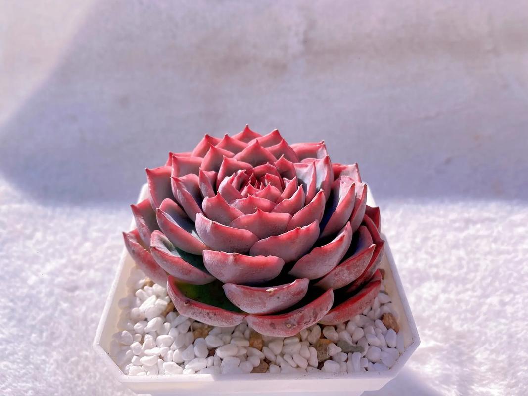 多肉少女图片藏着什么治愈密码？-第3张图片-吾爱花网