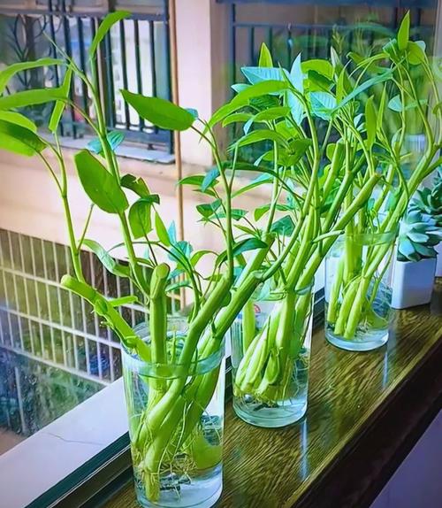 水培蔬菜需等长好吗？还是可随时尝试？-第2张图片-吾爱花网