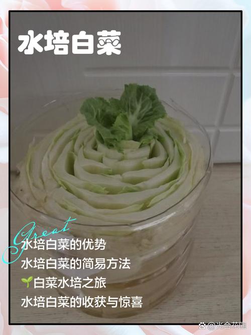水培蔬菜需等长好吗？还是可随时尝试？-第3张图片-吾爱花网