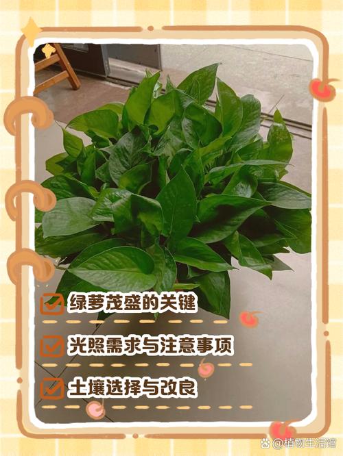 水培绿萝如何养才能茂盛？-第3张图片-吾爱花网