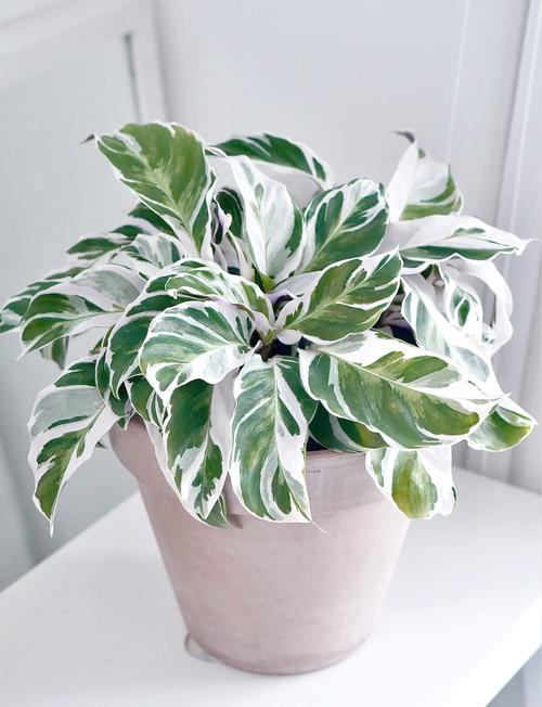 水培竹芋卷叶是何原因？-第2张图片-吾爱花网