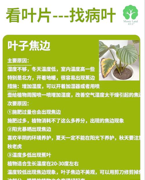 水培竹芋卷叶是何原因？-第3张图片-吾爱花网