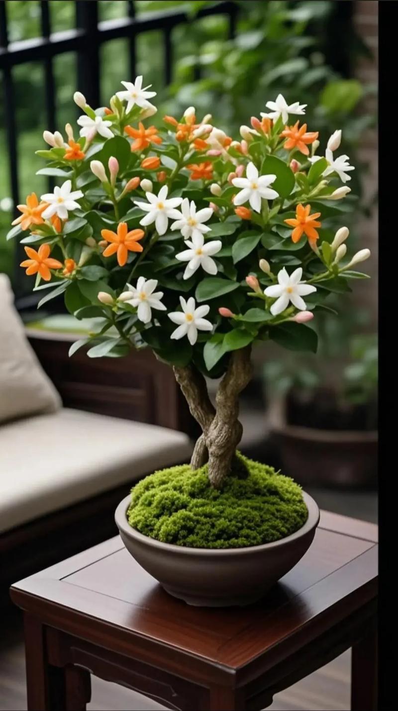 家里盆栽花该怎么种？-第3张图片-吾爱花网