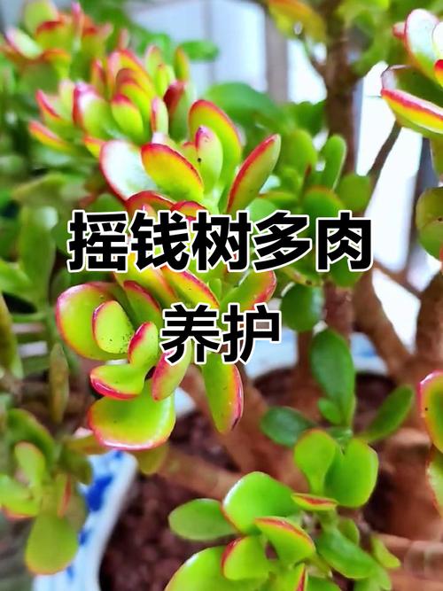 多肉摇钱树有哪些品种图片？-第1张图片-吾爱花网