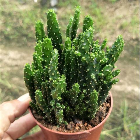 多肉摇钱树有哪些品种图片？-第3张图片-吾爱花网