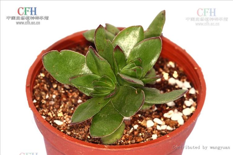 多肉天狗之舞群生图片-第2张图片-吾爱花网