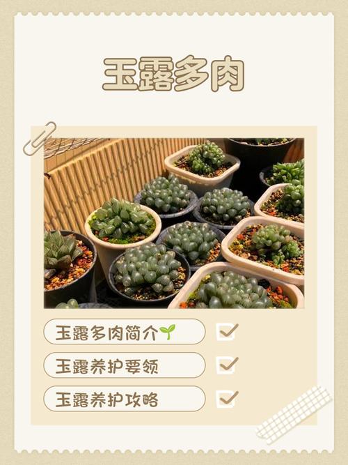 北方冬季多肉怎么养才安全？-第1张图片-吾爱花网