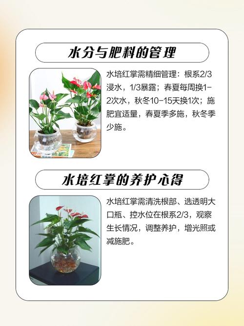 红色叶子水培植物怎么养？-第1张图片-吾爱花网