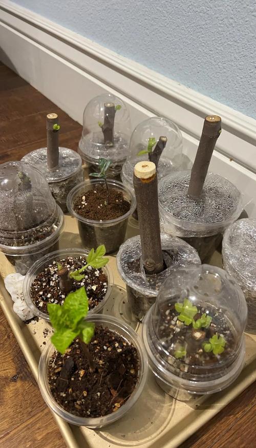 无花果盆栽怎么种?方法有哪些?-第1张图片-吾爱花网 无花果盆栽怎么种?方法有哪些?-第1张图片-吾爱花网