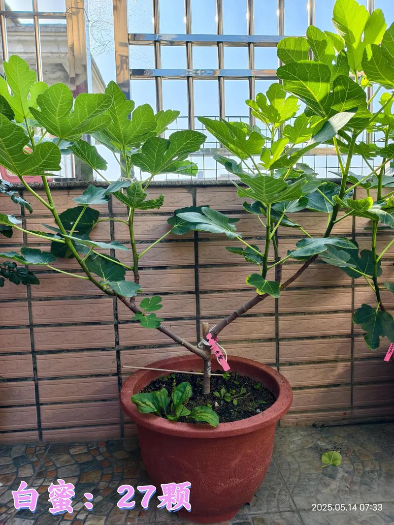 无花果盆栽怎么种?方法有哪些?-第3张图片-吾爱花网 无花果盆栽怎么种?方法有哪些?-第3张图片-吾爱花网