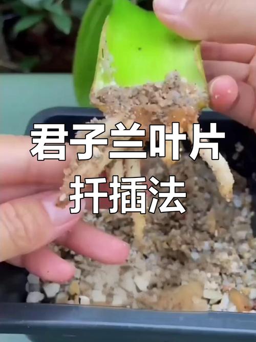 水培小君子兰怎么快速生根？-第1张图片-吾爱花网