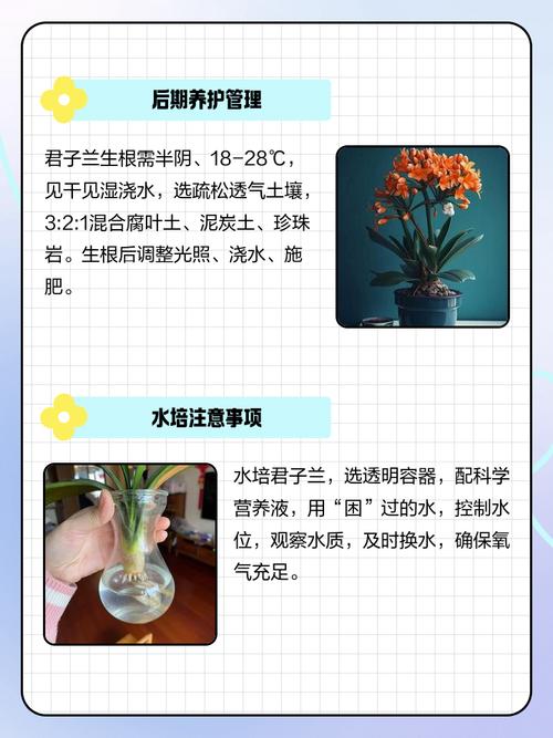 水培小君子兰怎么快速生根？-第2张图片-吾爱花网