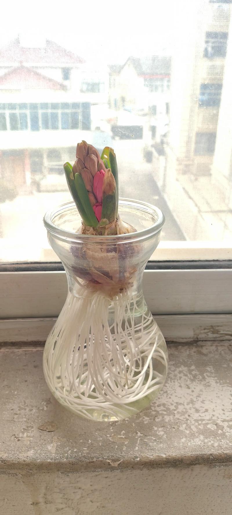 水培风信子什么时候晒太阳合适？-第1张图片-吾爱花网