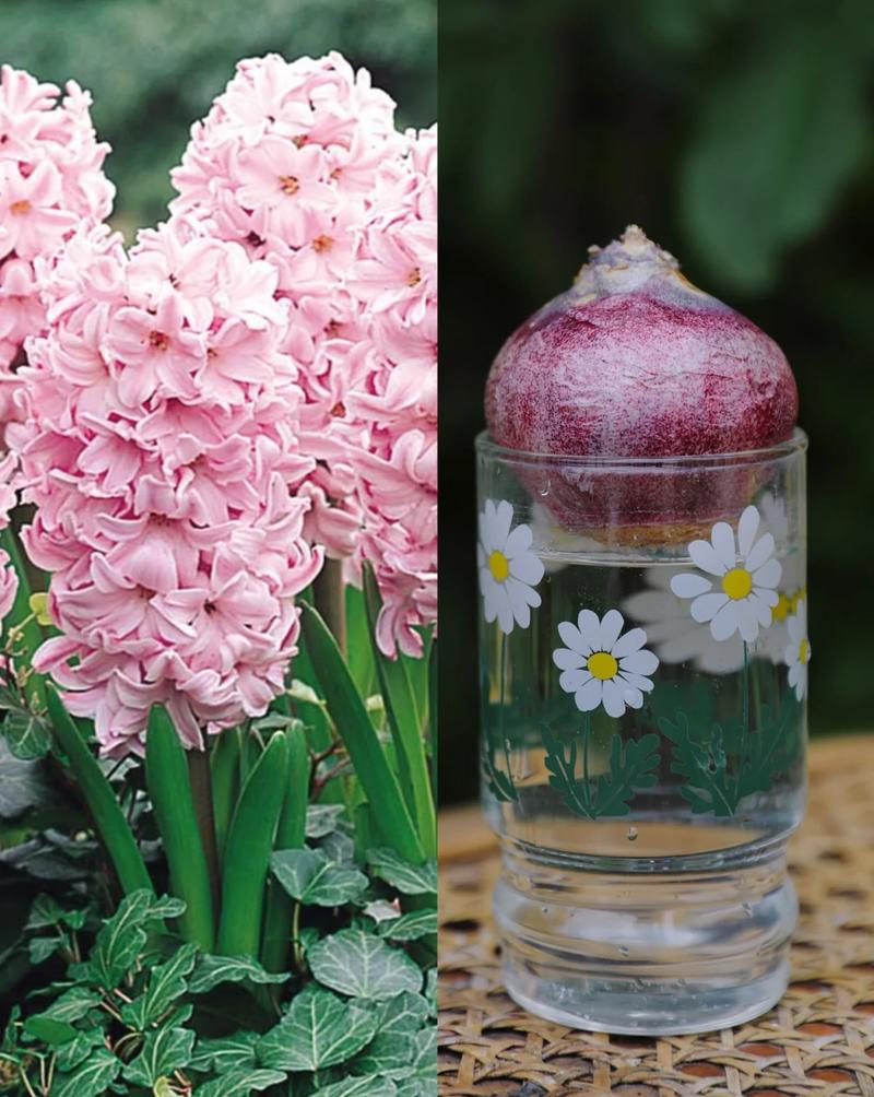 水培风信子什么时候晒太阳合适？-第2张图片-吾爱花网