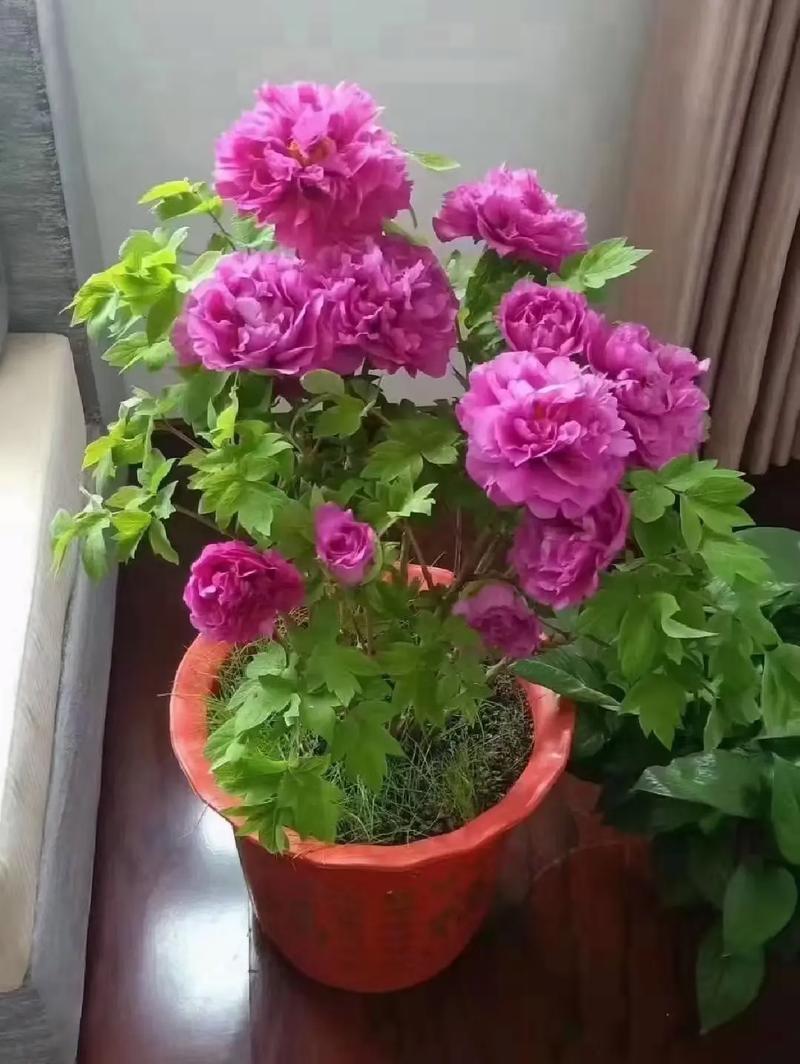 盆栽牡丹和地栽，哪个更好？-第1张图片-吾爱花网